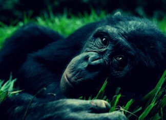 Entrevista de INRI CRISTO ao Mundo Símio – Partes 3 e 4