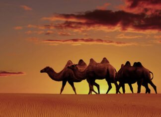 Conheça o camelo