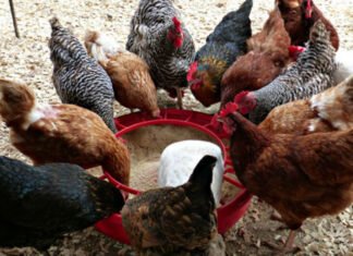 Parábola das Galinhas